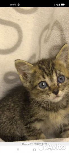 Котята в дар