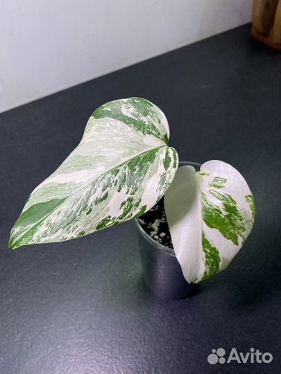Монстера вариегатная альба