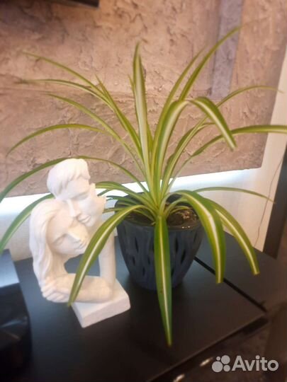 Хлорофитум Виттатум