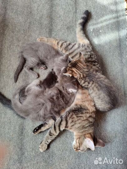 Котята в добрые руки бесплатно