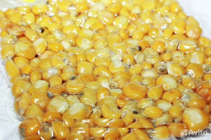 Пьяная кукуруза