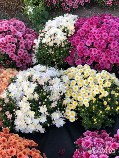 Хризантемы мультифлора
