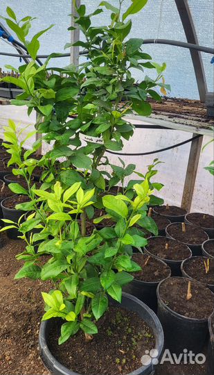 Саженцы лимона