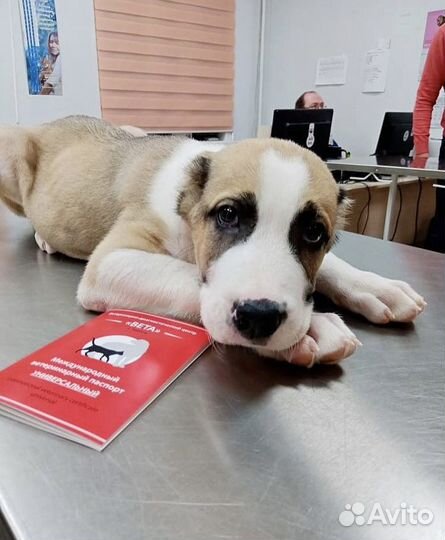 Зоогостиница (передержка)