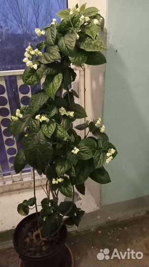Клеродендрум томпсона