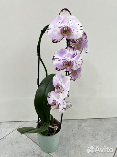 Орхидея Меджик Арт