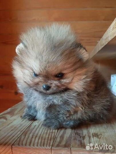 Померанский шпиц мини мальчики