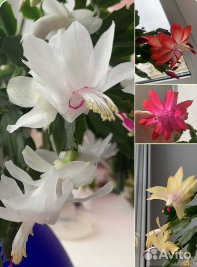 Декабрист сортовой