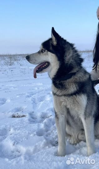 Сибирский хаски