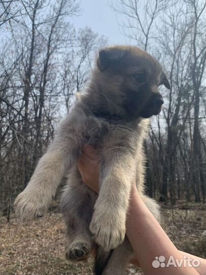 Собака в добрые руки щенок. Обработаны. Привиты