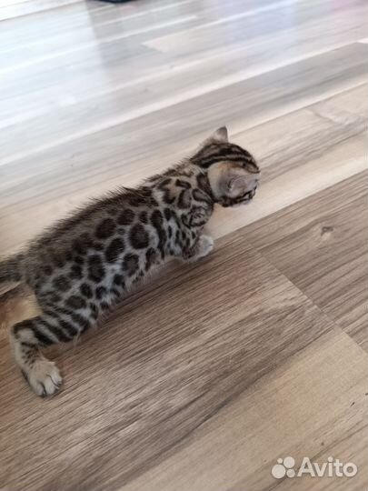 Бенгальский котик
