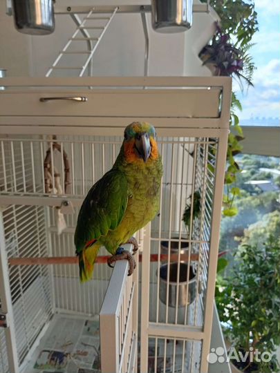 Венесуэльский Амазон, выкормыш, птенец
