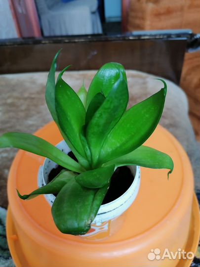 Комнатные цветы