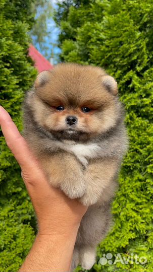 Померанский шпиц мальчик