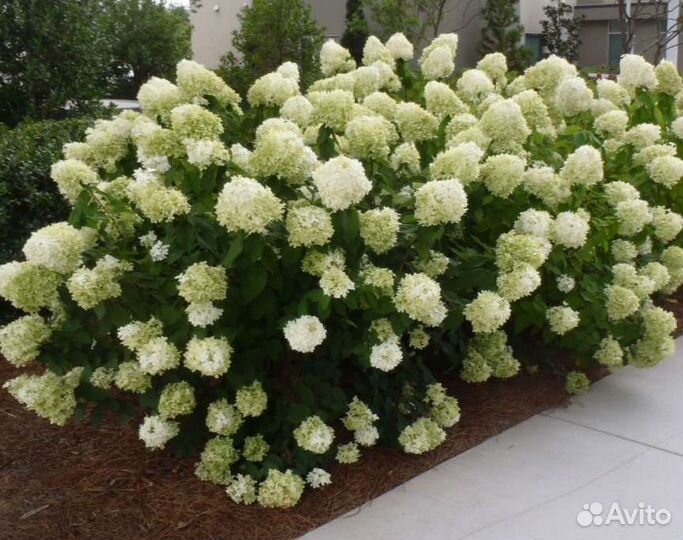 Гортензия Limelight