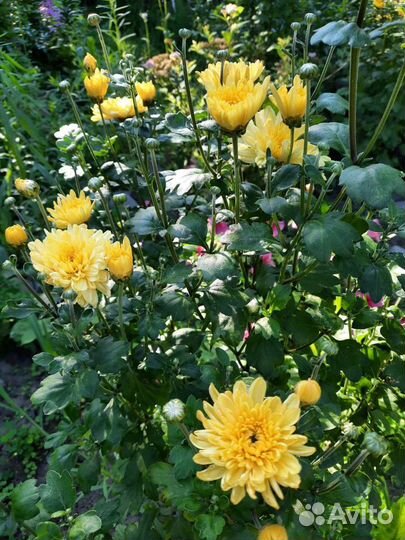 Хризантемы