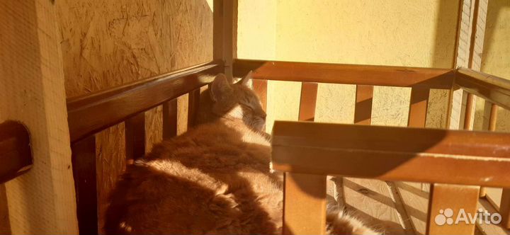 Домик для любимца (котика, собачки)