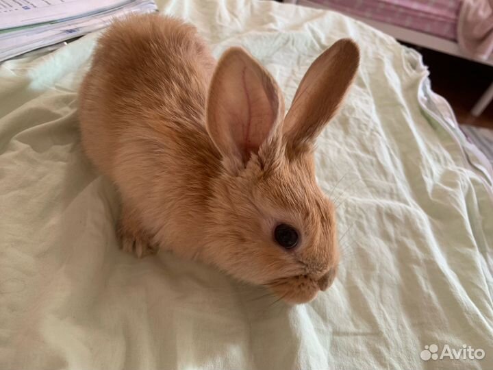 Продам кролика