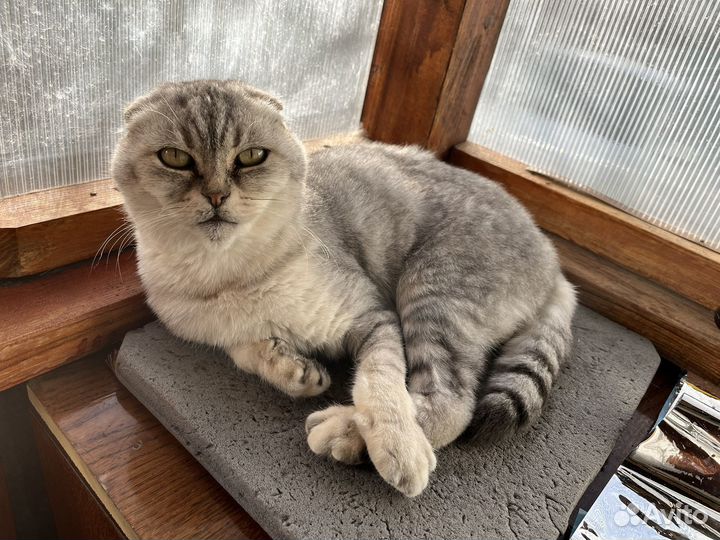 Шотландский кот