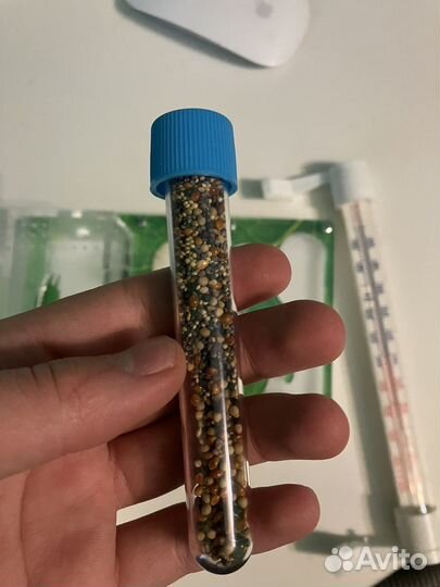 Муравьиная ферма