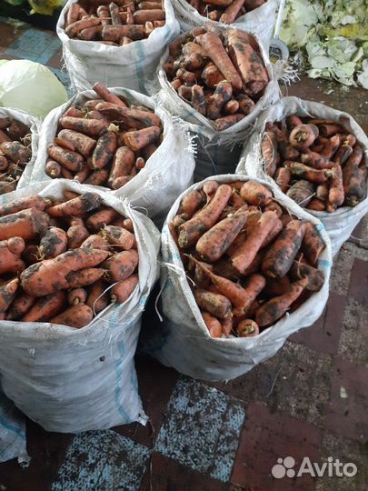 Морковь для животных