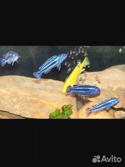 Аквариумные рыбы