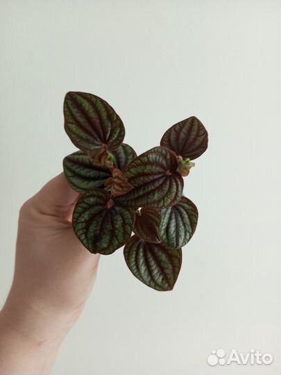 Пеперомия пикколо банда