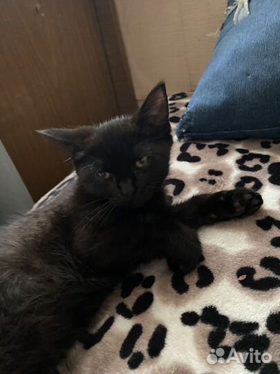 Котята в добрые руки приучены к лотку