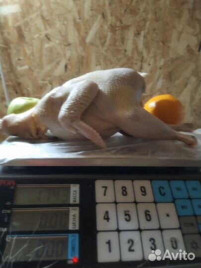 Мясо фазана