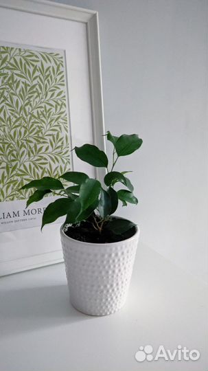 Распродаю растения в красивых горшках