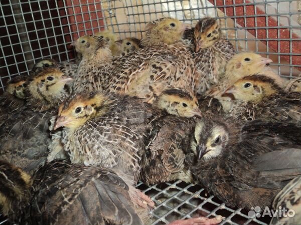 Перепела оптом и в розницу