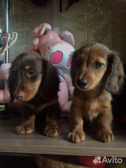 Супер мини таесята