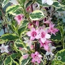 Декоративные кустарники