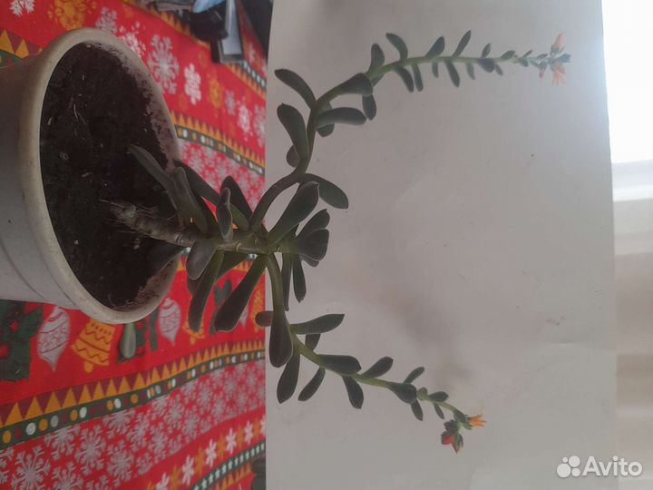 Крассула толстянка