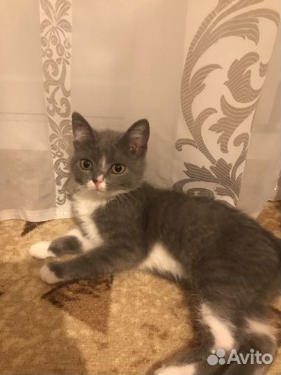 Котята В отличные руки кай и уки