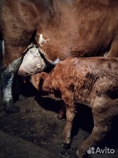 Телёнок тёлочка