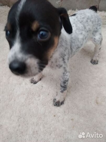 Собака в добры