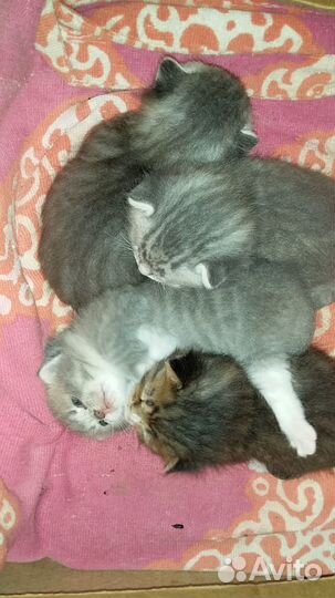 Отдам в хорошие руки