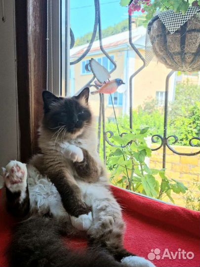 Зоогостиница(передержка кошек и собак до 10 кг)