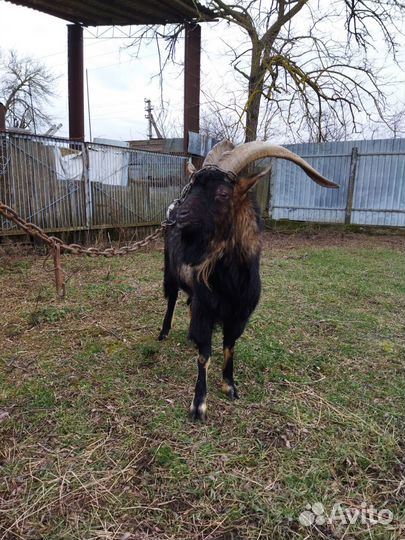 Нубийский козел на племя