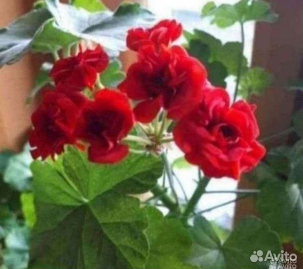 Пеларгония герань