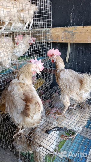 Куры несушки.Бройлер.Утята.Гусята, Муларды