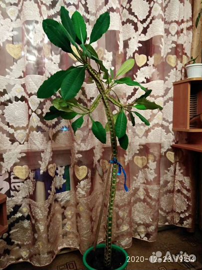 Молочай беложильчатый(Эуфорбия)