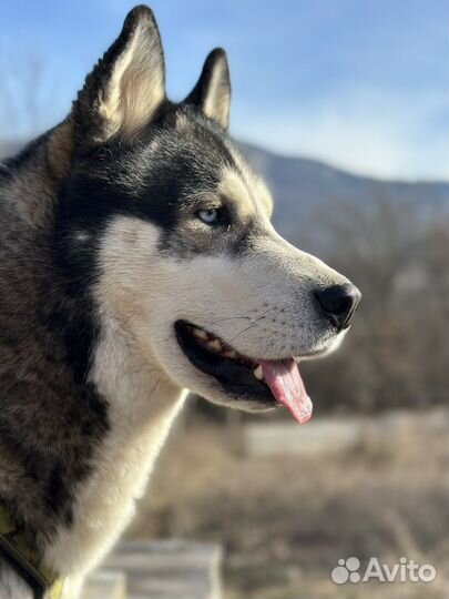 Сибирский хаски кабель для вязки