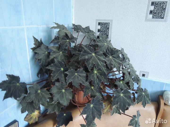 Комнатные растения