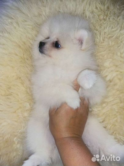 Белоснежка девочка померанского шпица