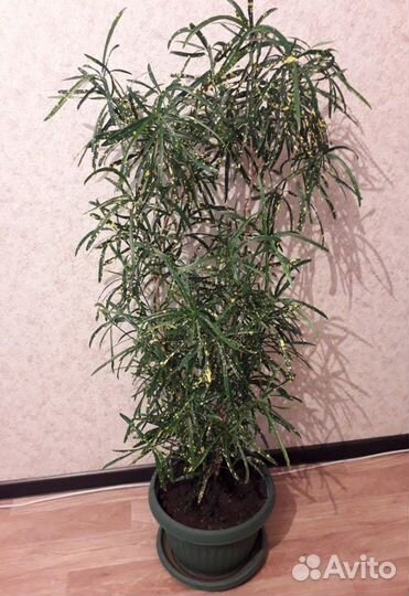 Кратон- дерево