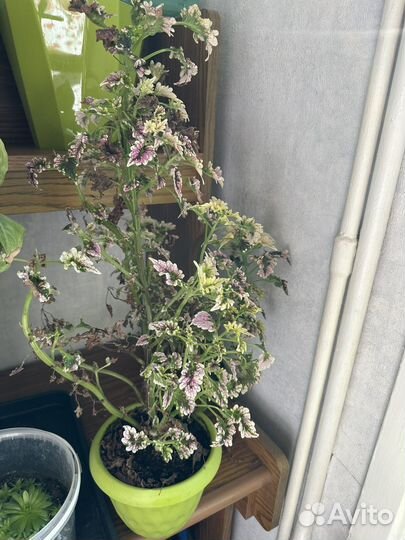 Колеусы в дар