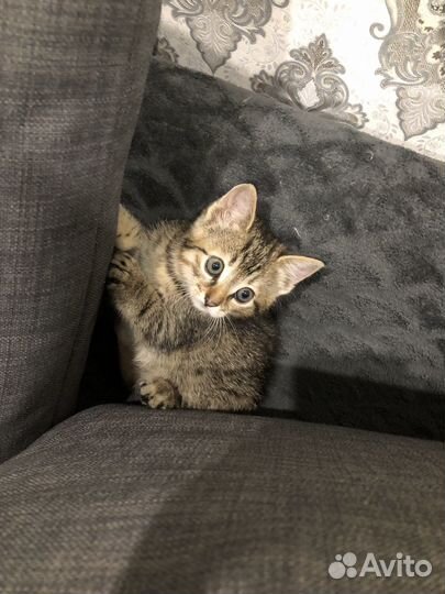 Кошечка