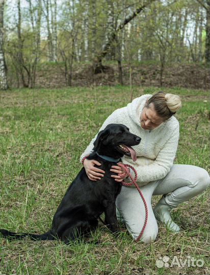 Веселый Бим из приюта ищет дом